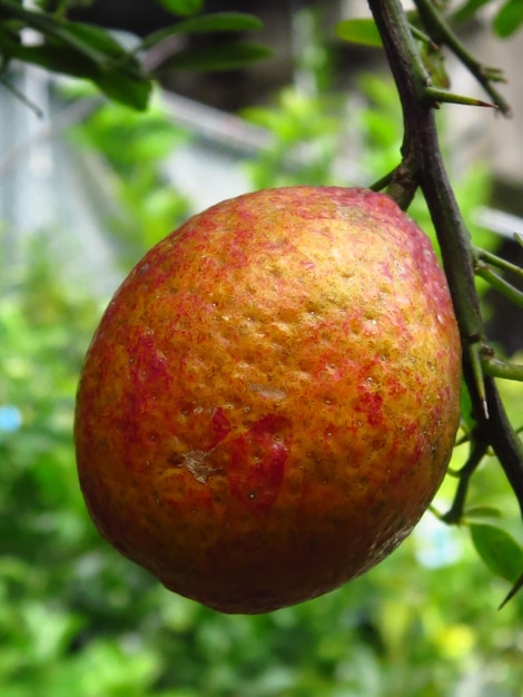 Closeup of a citrus red lemon Rosso on a branch