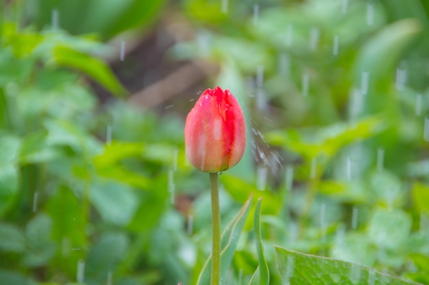 Closeup, clear spring day Tulip flower in the rain.