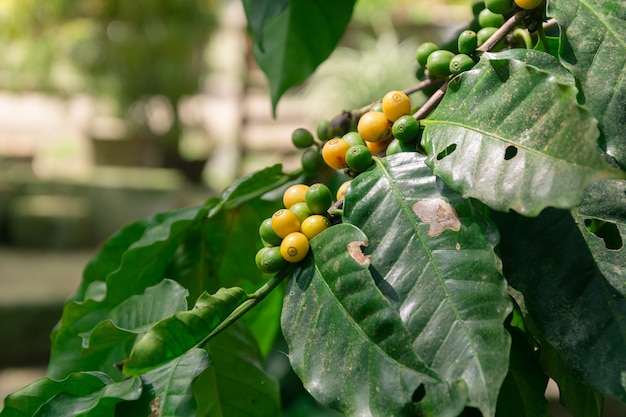 Closeup of coffee beans on tree branches in the field