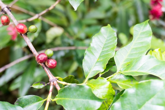 Closeup of coffee fruit in coffee tree