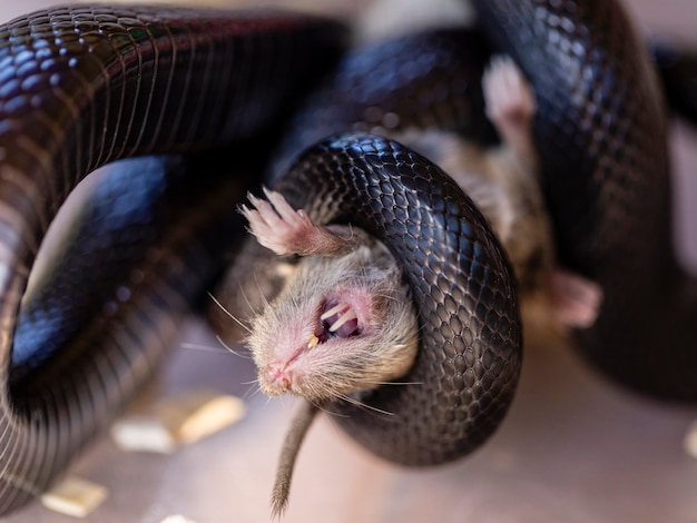 Closeup of a coiled black snake killing its choked prey.