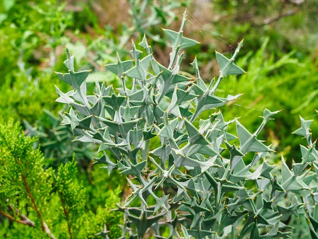 Closeup of Colletia cruciform Cruciata gillies hook in the botanical park