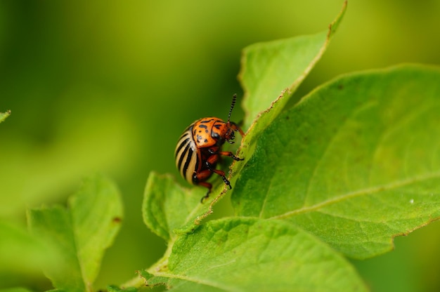 Closeup of a Colorado potato beetle