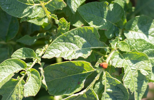 Closeup of a Colorado striped beetle larva on damaged potato leaves Leptinotarsa Decemlineata Serious potato pest in garden sunlight The larvae of the Colorado potato parasite eat the leaves