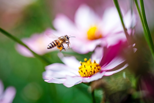 Closeup colorful cosmos flower with bumble bee