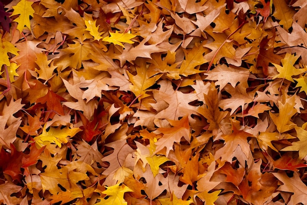 Photo closeup of colorful fall leaves on the ground