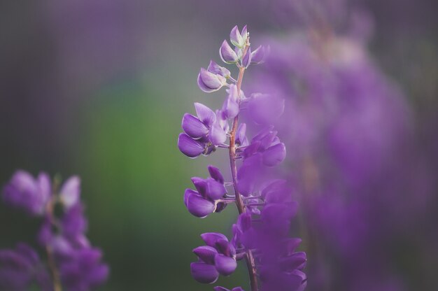 Closeup of a colorful garden of blooming lupine flowers