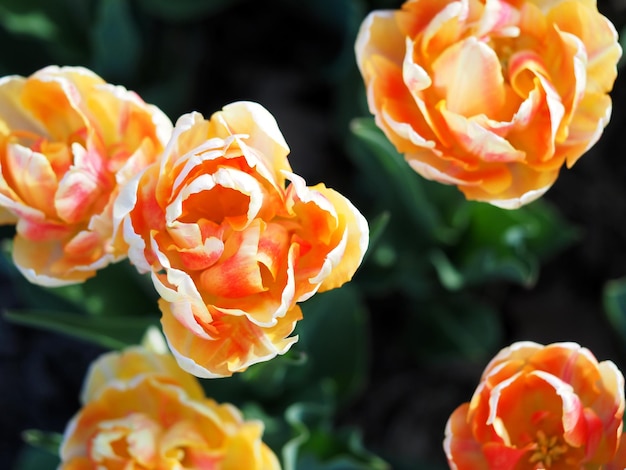 Closeup of colorful tulips Top view