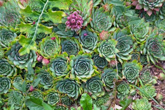 Photo closeup on a common houseleek sempervivum tectorum in a floral garden