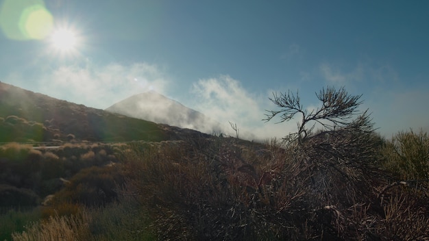 A closeup of a coniferous shrub against the misty teide volcano