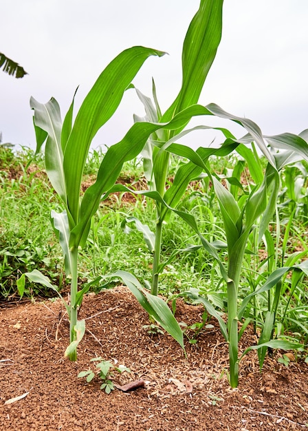 closeup of corn plant growing on plantation