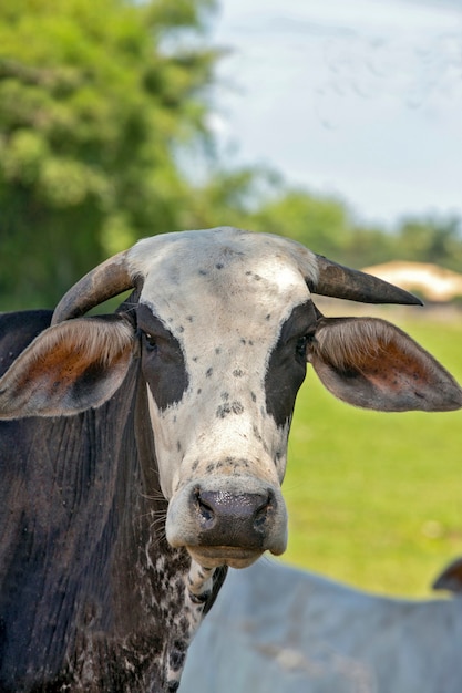 Closeup of cow on pasture with trees. Sao Paulo state, Brazil