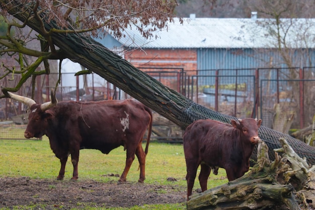 Closeup of cows with large horns