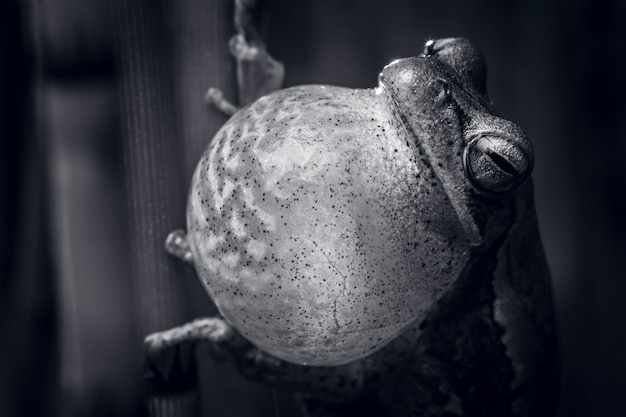 Closeup Croaking frog in black and white