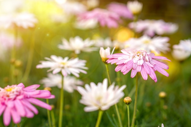 Closeup and crop colorful grassland flowers