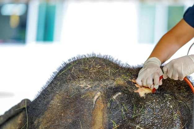 Closeup and crop hands of veterinarian is using saline to wash and clean the wound on the elephant's head at elephant hospital