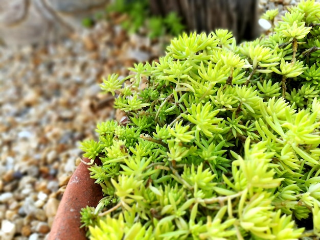 Closeup and crop Succulents on blurry small decoration rock background