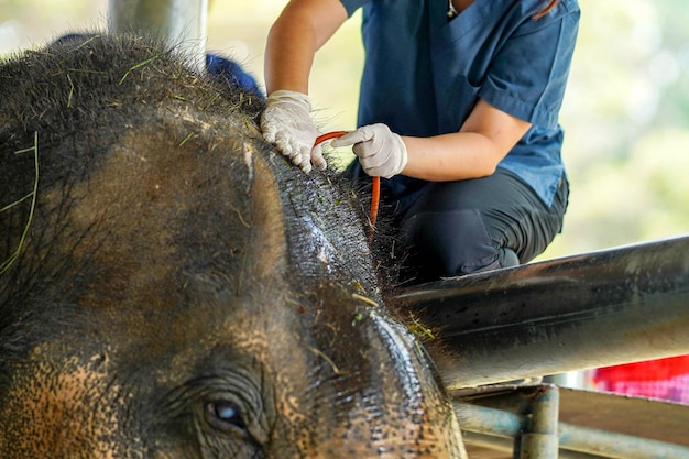 Photo closeup and crop veterinarian is using saline to wash and clean the wound on the elephant's head at elephant hospital