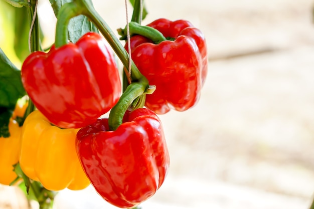 Closeup and crop yellow and red bell peppers with natural lights on blurred background.