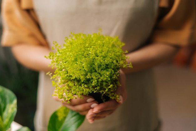 Closeup cropped shot of unrecognizable female florist wearing apron holding in hands pot with Soleirolia plant standing in floral shop