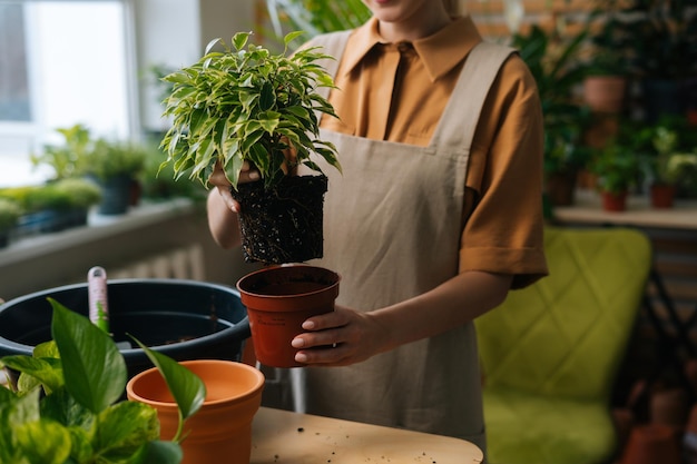 Closeup cropped shot of unrecognizable young woman gardener wearing apron transplanting pot plants at home