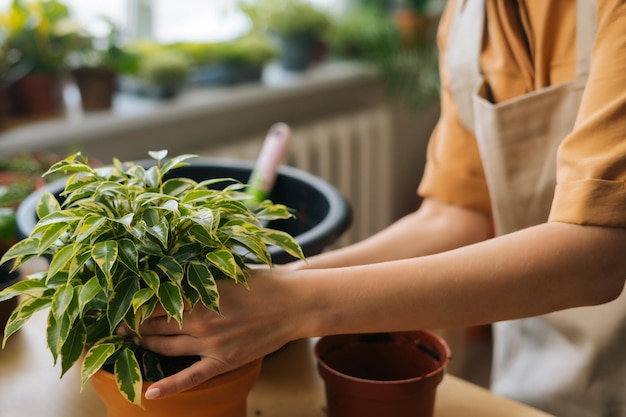 Closeup cropped shot of unrecognizable young woman gardener wearing apron transplanting pot plants at table in home