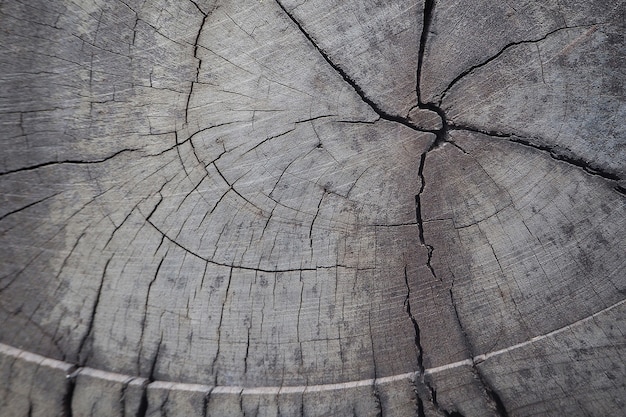 Closeup cross section and annual ring tree texture and background,