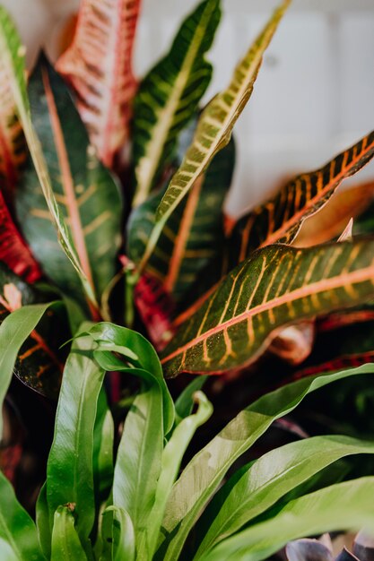 Closeup of Croton Petra and Bird's Nest fern