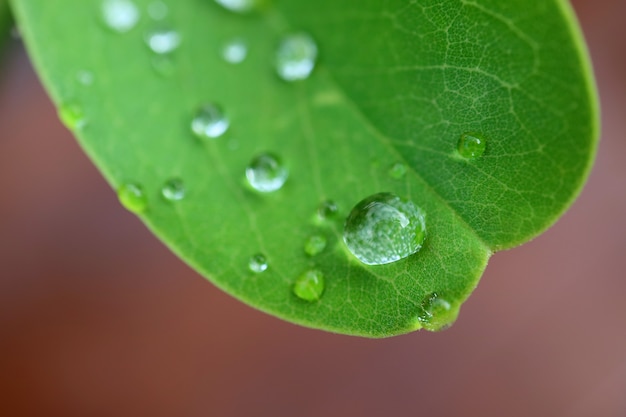 Closeup Crystal Clear Water Droplets on a Vibrant Green Leaf with Selective Focus