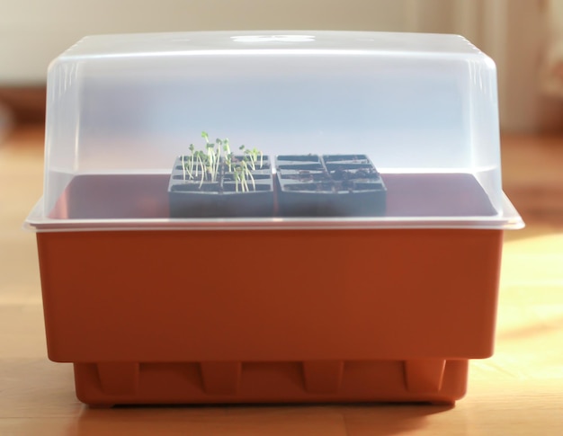 Closeup of Cultivating Tatsoi (Chinese cabbage)  in a grow box