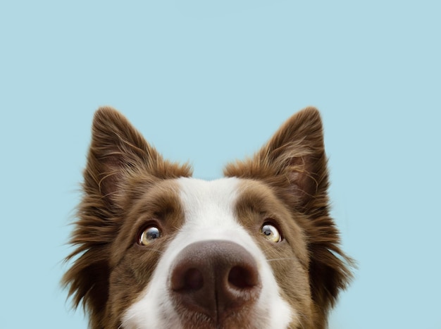 Closeup curious border collie dog looking at camera Isolated on blue background