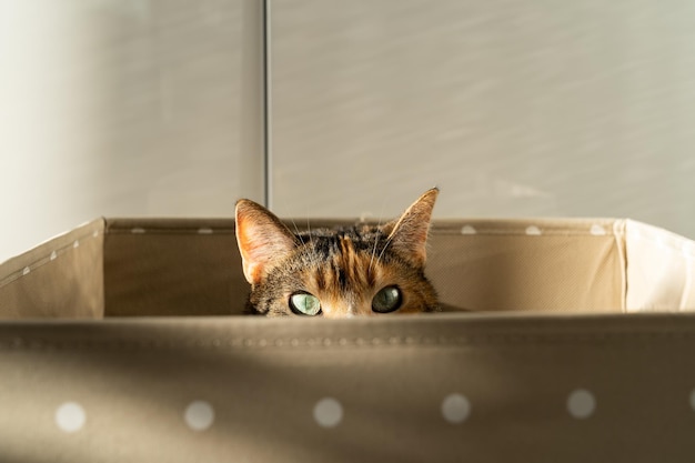 Closeup of curious cat has climbed into storage box looks out playing hunting for a toy Pet lovers