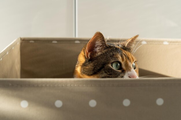 Closeup of curious cat has climbed into storage box looks out playing hunting for a toy Pet lovers