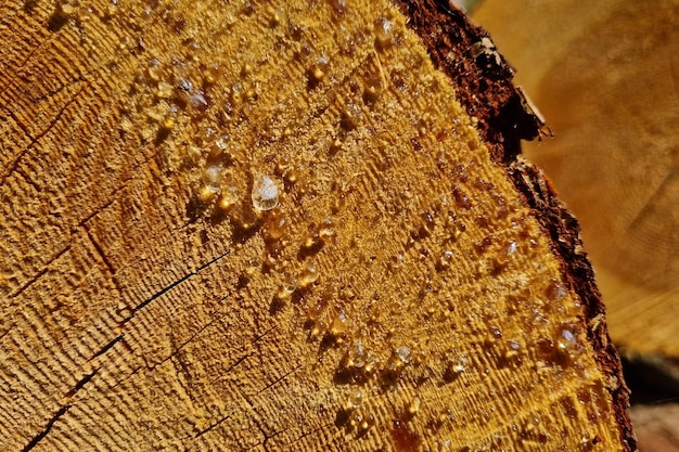 Closeup of a cut tree resin of a tree