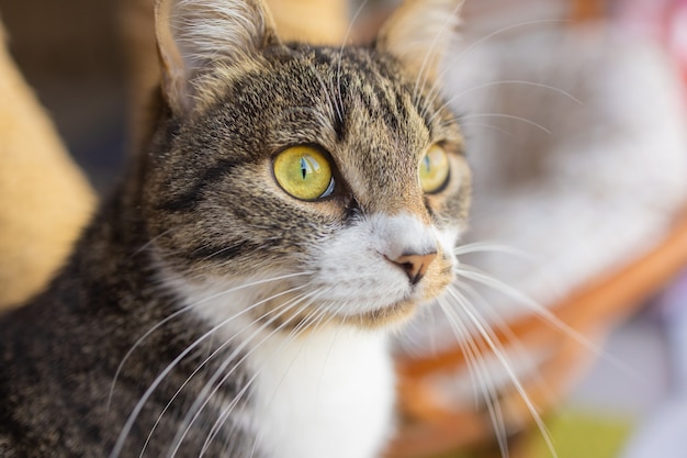 Closeup of cute domestic house cat felis catus relaxing indoor at home sitting on table