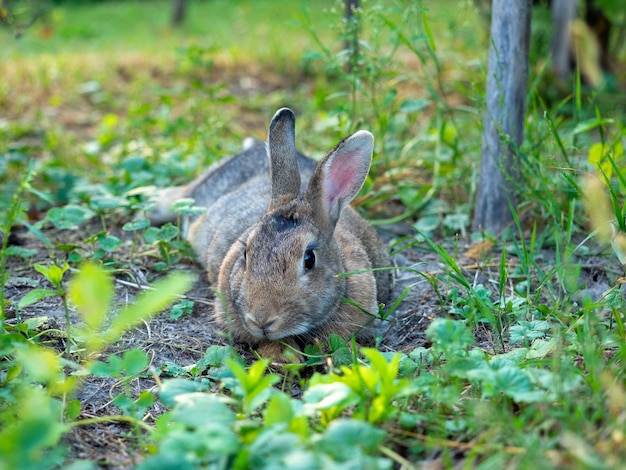 Closeup of a cute little rabbit wishing in the grass in summer Cute pet