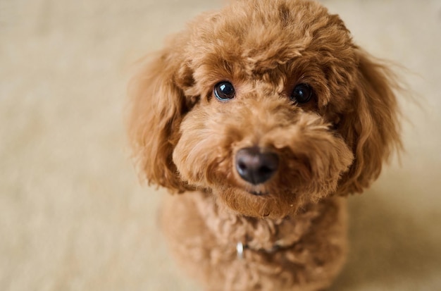 Closeup of cute lovely dog with curly fur looking at camera