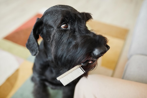 Closeup of cute obedient dog giving comb to its owner for brushing