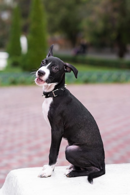 Closeup of a cute puppy wearing a spiked collar Walk in the park with a dog Makes faces Dog mix Staffordshire Terrier and Pit Bull Terrier