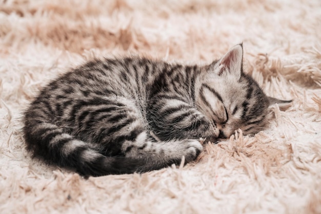 Closeup of a cute striped kitten sleeping in a fluffy blanket Cute fluffy face