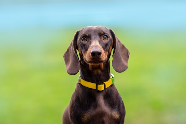 Closeup dachshund dog portrait on green background