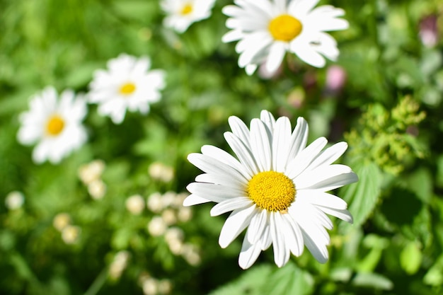 Closeup of a daisy on a blurry background A daisy flower in a flower bed Botanical Garden