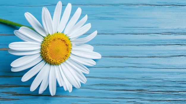 Closeup of daisy flower on blue wooden background with copy space chamomile flower generative AI