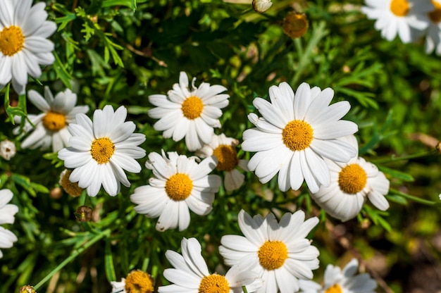 Closeup of daisy flowers in spring