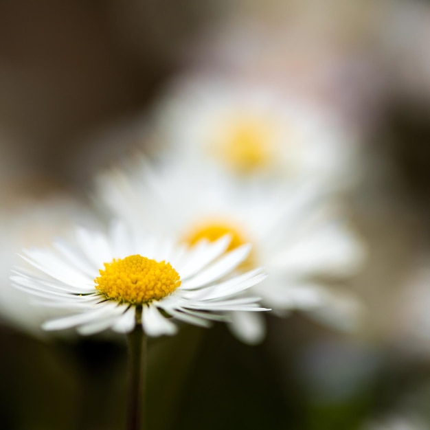 Closeup of a daisy ion a spring day