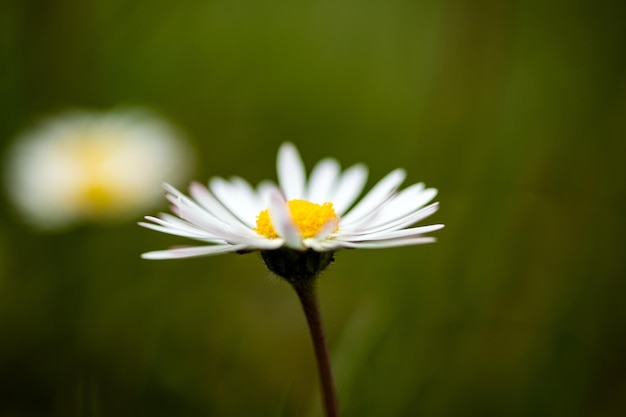 Closeup of a daisy ion a spring day