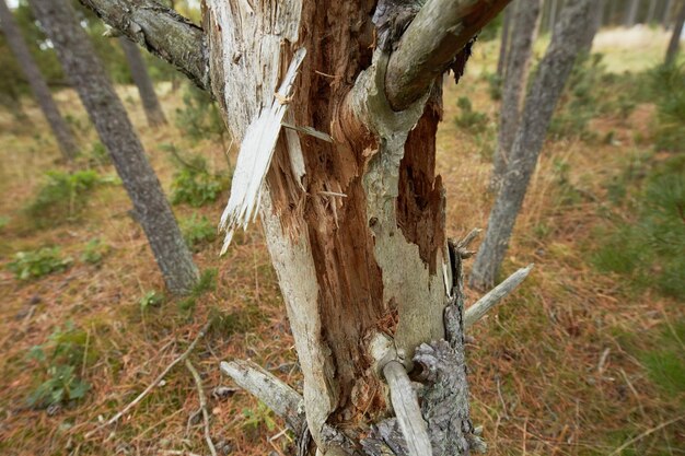 Closeup of damaged beech trees growing in remote forest meadow countryside Tree bark destruction stripped in illegal activity for firewood Discovering peace in mother nature and woods in Germany