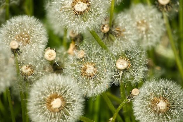 Closeup of dandelion seed heads in a green field during springtime