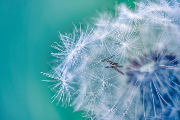 Closeup of dandelion with blurred background, artistic nature closeup. Spring summer meadow field