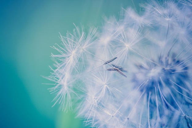 Closeup of dandelion with blurred background, artistic nature closeup. Spring summer meadow field